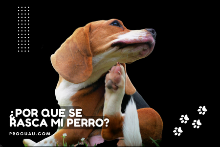 Las Causas de Por Qué los Perros se Rascan en Exceso